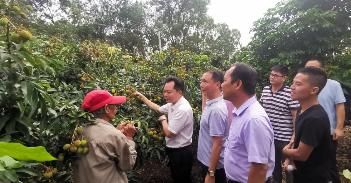 化州楊梅百萬斤荔枝上市，珠海駐鎮(zhèn)幫扶工作隊(duì)賣果忙